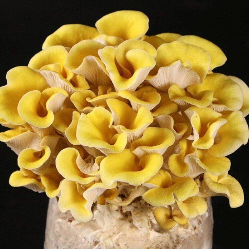 榆黄菇菌棒黄金菇菌棒2.3-2.5/个欢迎来电咨询