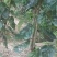 [樱桃苗]，车厘子苗适合低海拔种植的车厘子试种效果不错。