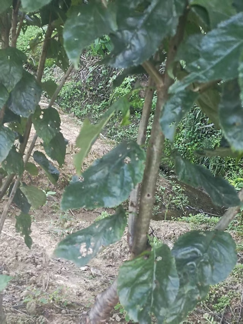 [樱桃苗]，车厘子苗适合低海拔种植的车厘子试种效果不错。