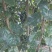 [樱桃苗]，车厘子苗适合低海拔种植的车厘子试种效果不错。