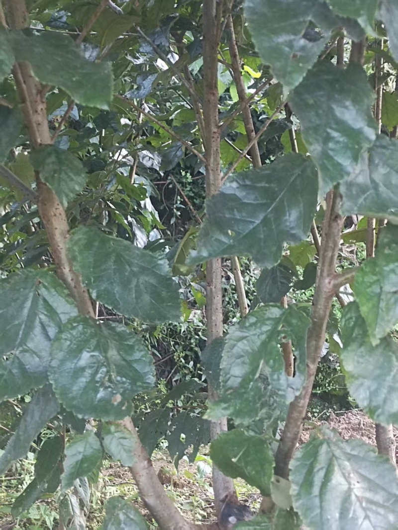 [樱桃苗]，车厘子苗适合低海拔种植的车厘子试种效果不错。