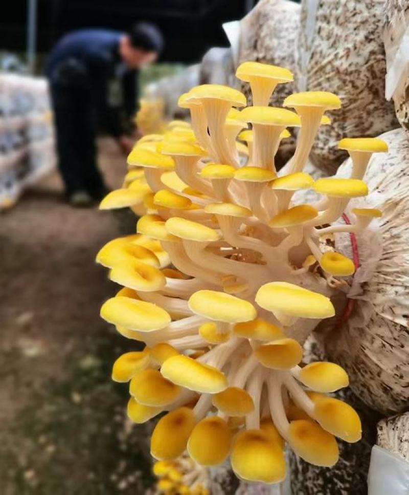 榆黄菇菌棒黄金菇菌棒2.3-2.5/个欢迎来电咨询