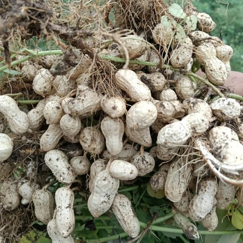 新鲜花生出售