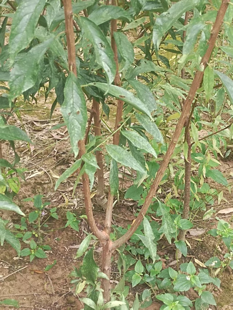 (李子苗)脆红李子树苗，一至二年苗。一手货源，基地直发
