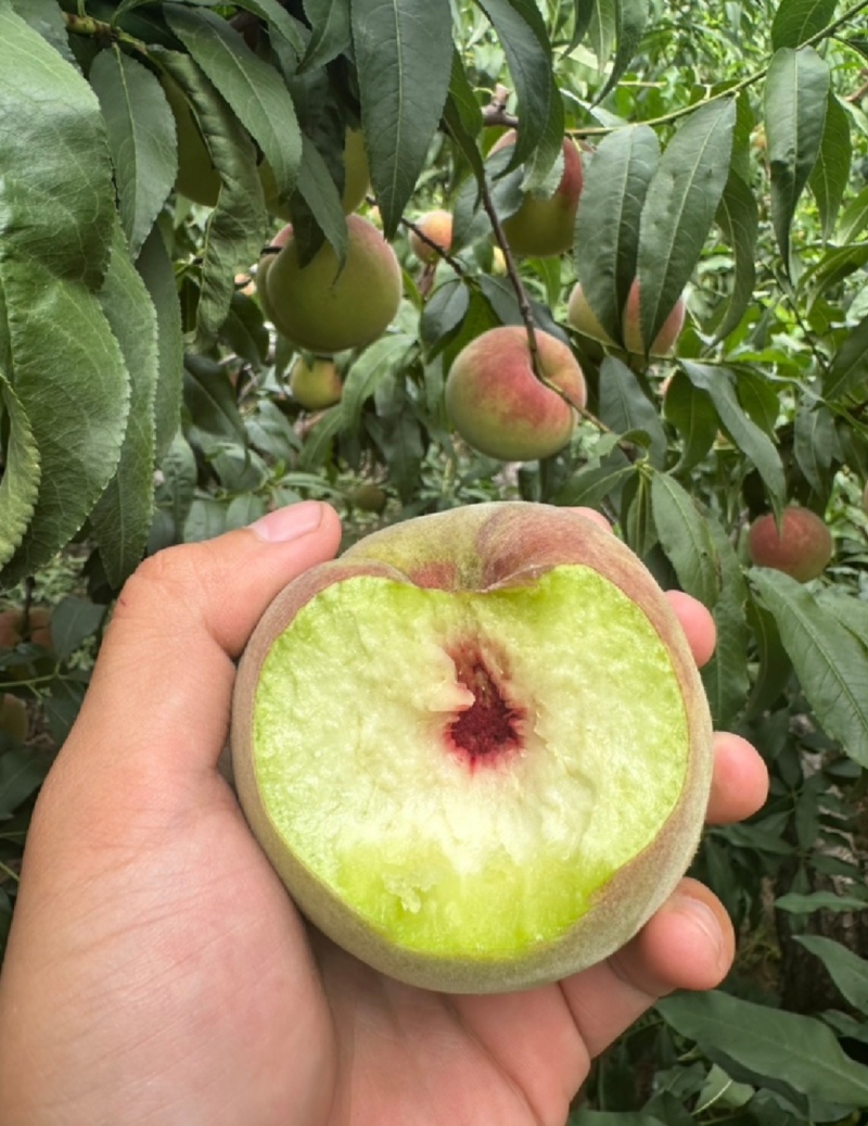 大量国庆红（全红）甜度高，现已上市，需要的联系。