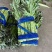 紫叶莴笋大量现货供应