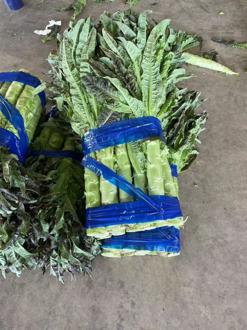 紫叶莴笋大量现货供应