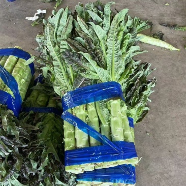 紫叶莴笋大量现货供应