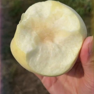 金秋红蜜白桃大量上市