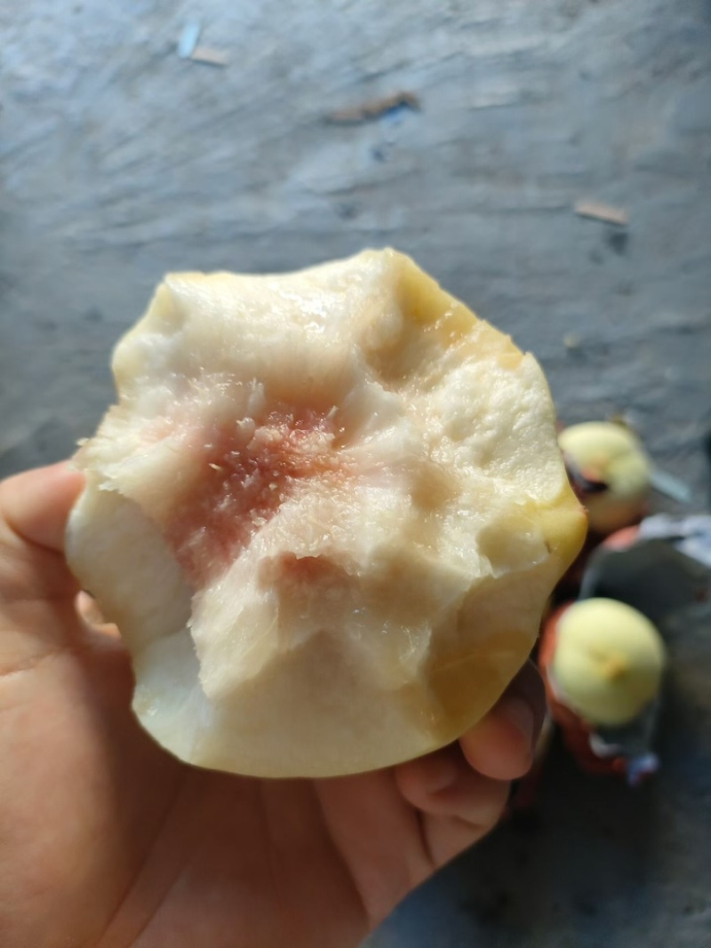 金秋红蜜白桃大量上市