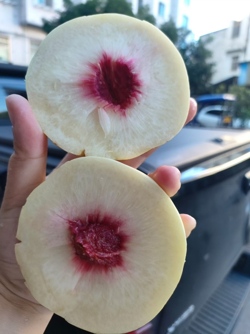 金秋红蜜白桃大量上市