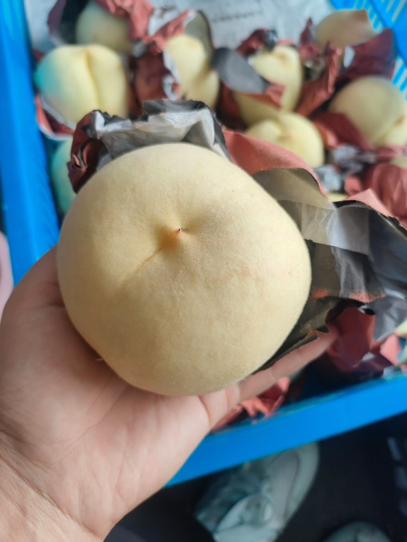 金秋红蜜白桃大量上市