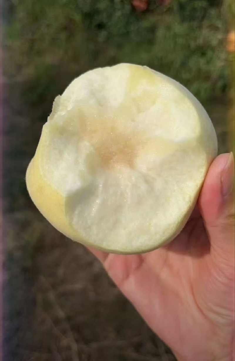 金秋红蜜白桃大量上市