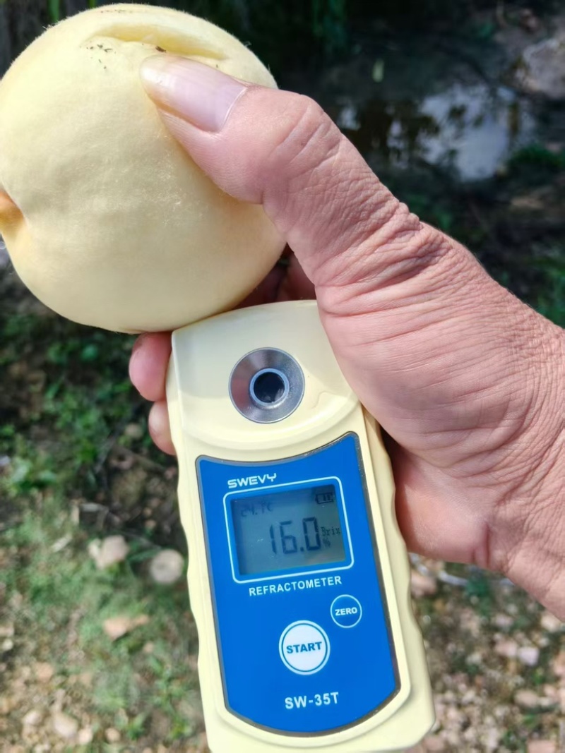 金秋红蜜白桃大量上市