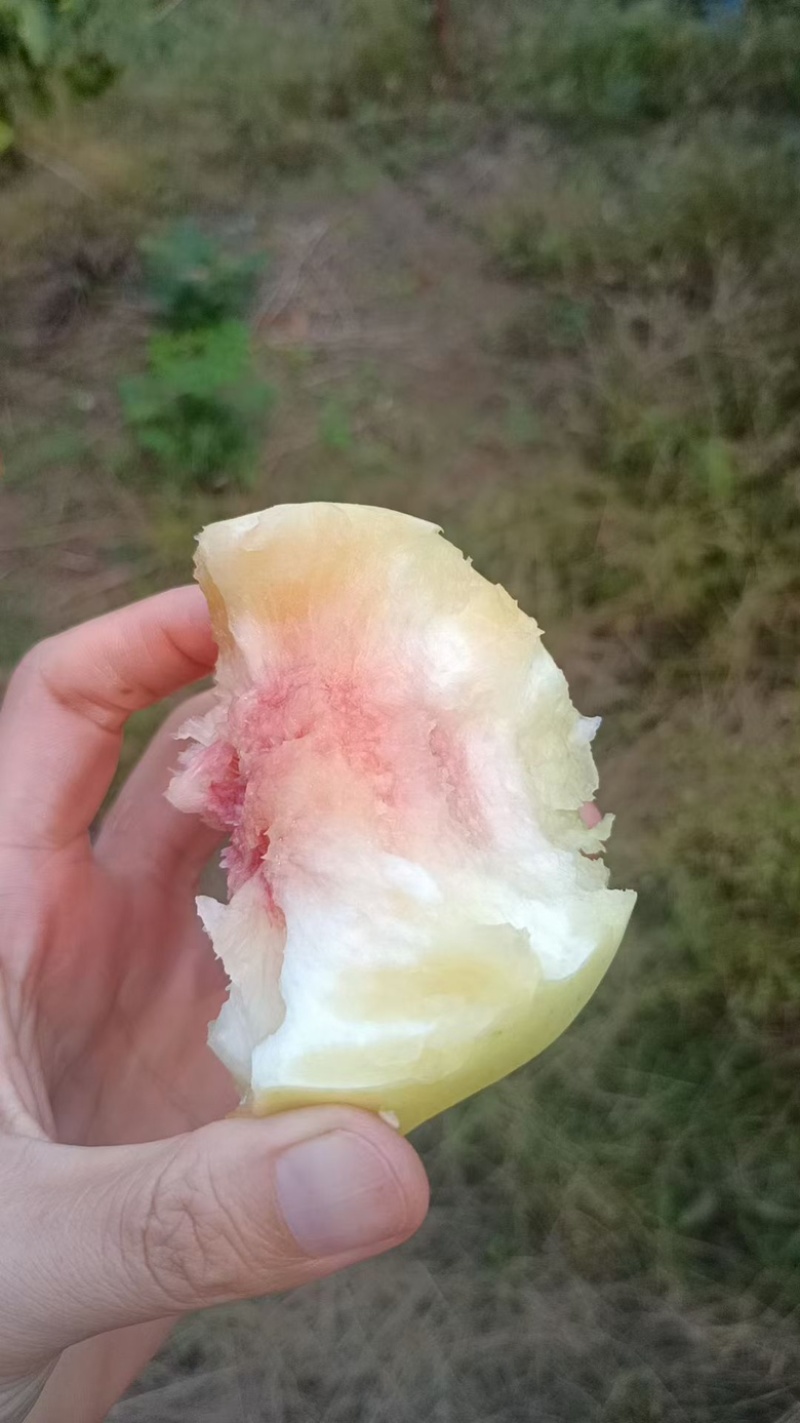 金秋红蜜白桃大量上市
