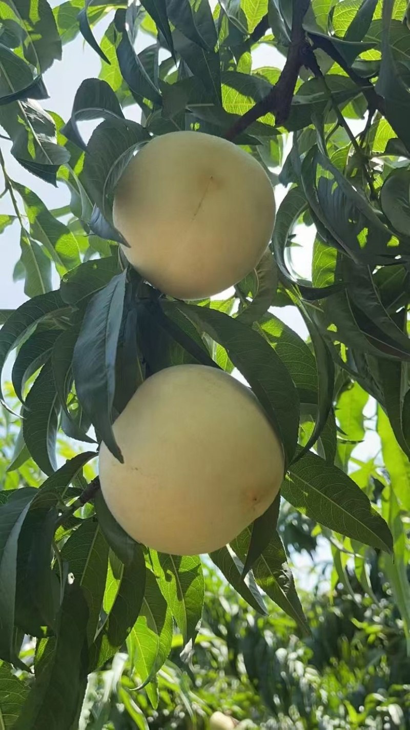 金秋红蜜白桃大量上市
