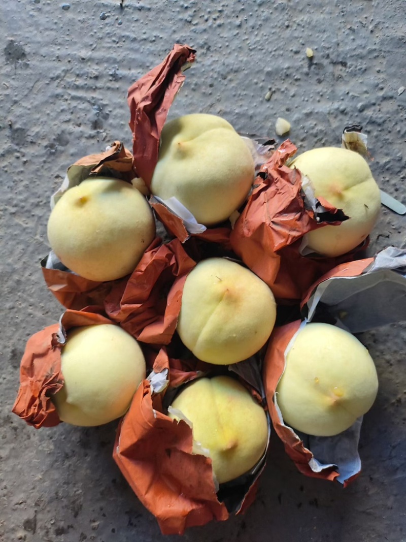 金秋红蜜白桃大量上市