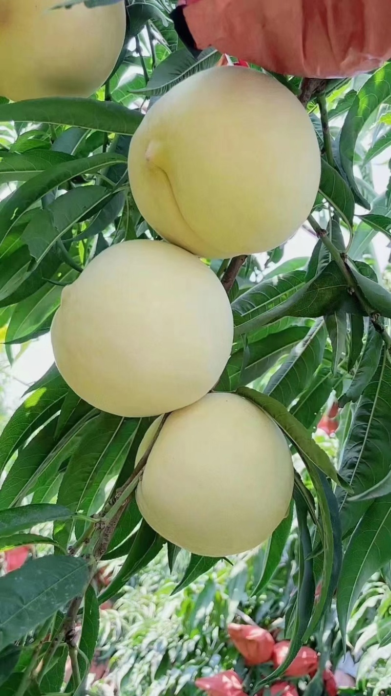金秋红蜜白桃大量上市