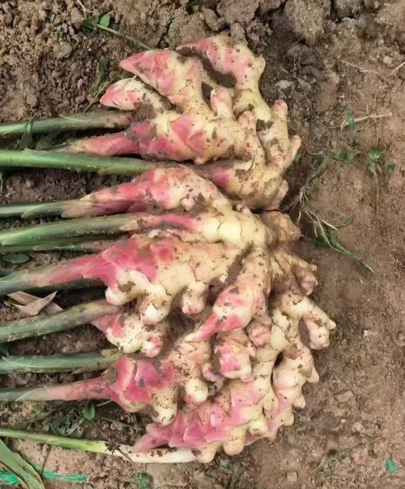 红芽鲜姜块头大杂质少产地一手货源保质保量价格便宜