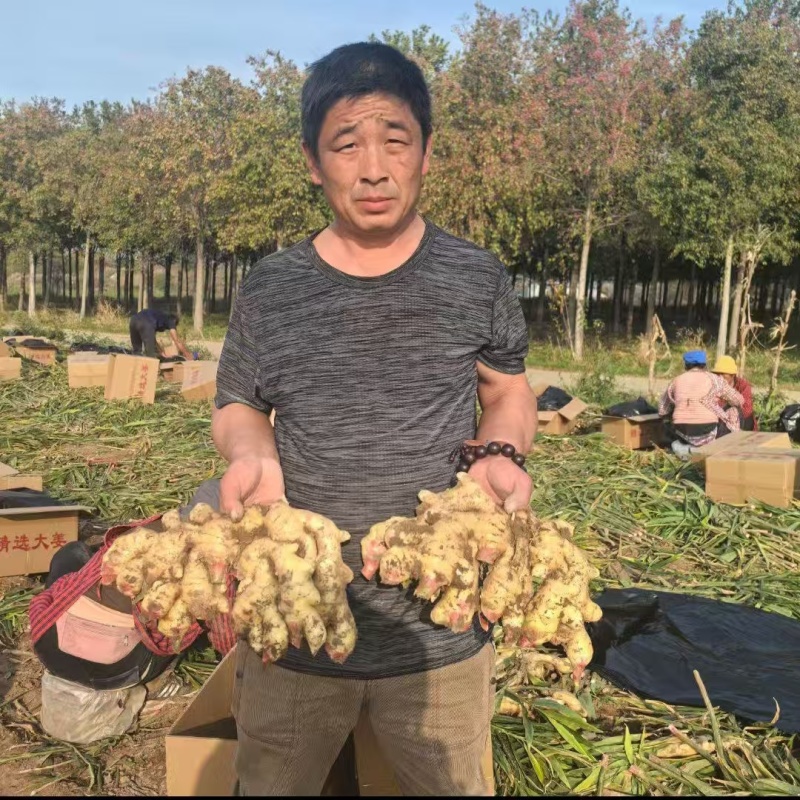 红芽鲜姜块头大杂质少产地一手货源保质保量价格便宜