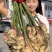 红芽鲜姜块头大杂质少产地一手货源保质保量价格便宜