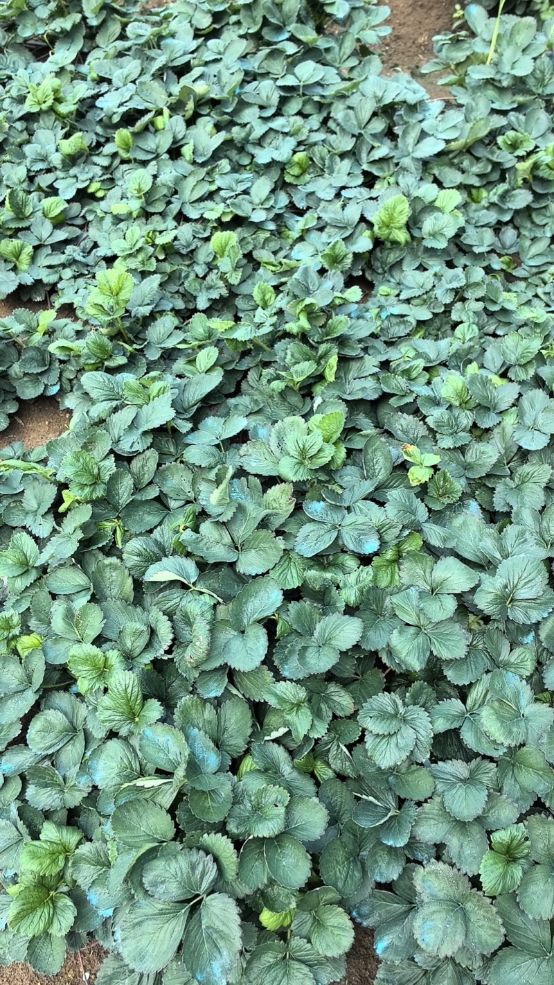 自家育的草莓苗，还有九香，红颜，宁玉，白草莓，章姬