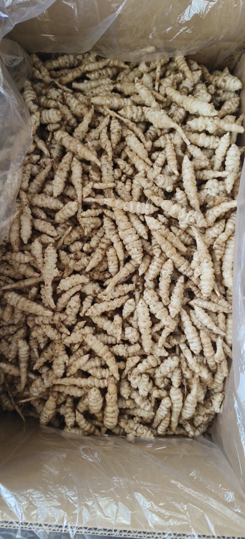 螺丝菜