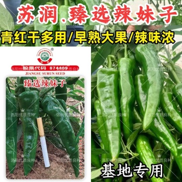 臻选辣妹子辣椒种子苏润青红干多用辣味浓大果羊角椒辣椒种子
