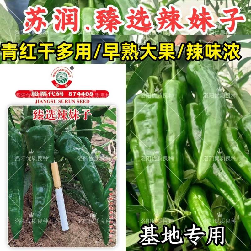 臻选辣妹子辣椒种子苏润青红干多用辣味浓大果羊角椒辣椒种子
