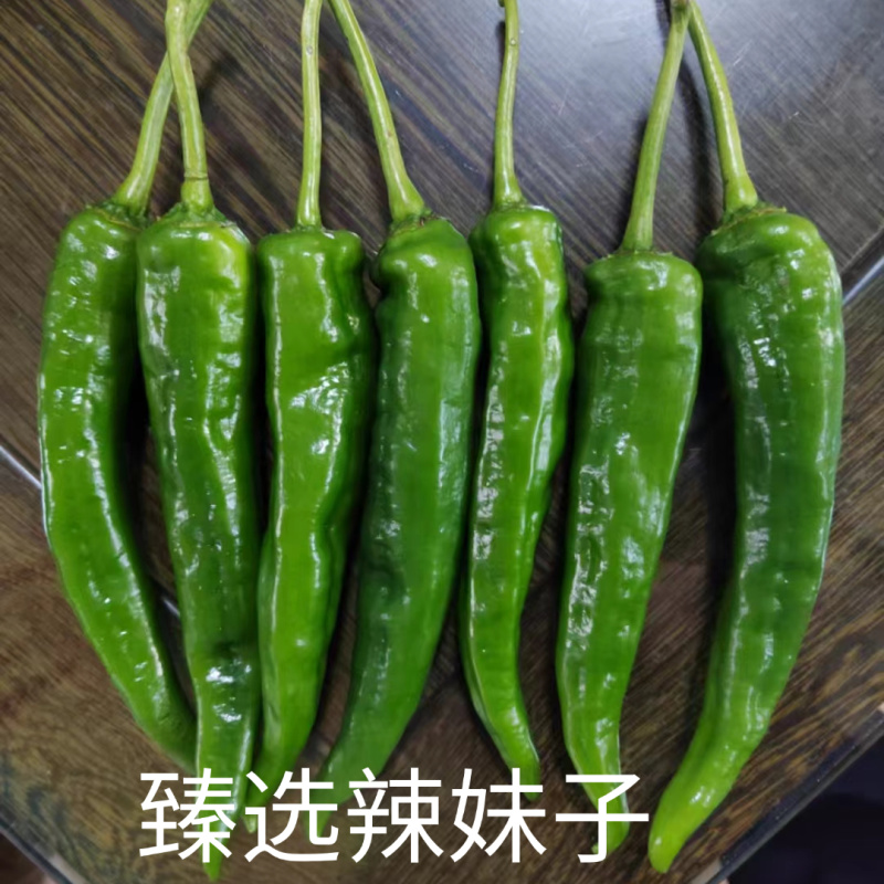 臻选辣妹子辣椒种子苏润青红干多用辣味浓大果羊角椒辣椒种子