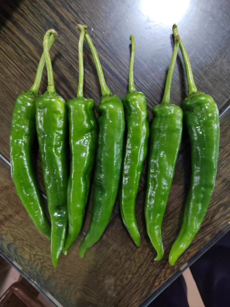 臻选辣妹子辣椒种子苏润青红干多用辣味浓大果羊角椒辣椒种子