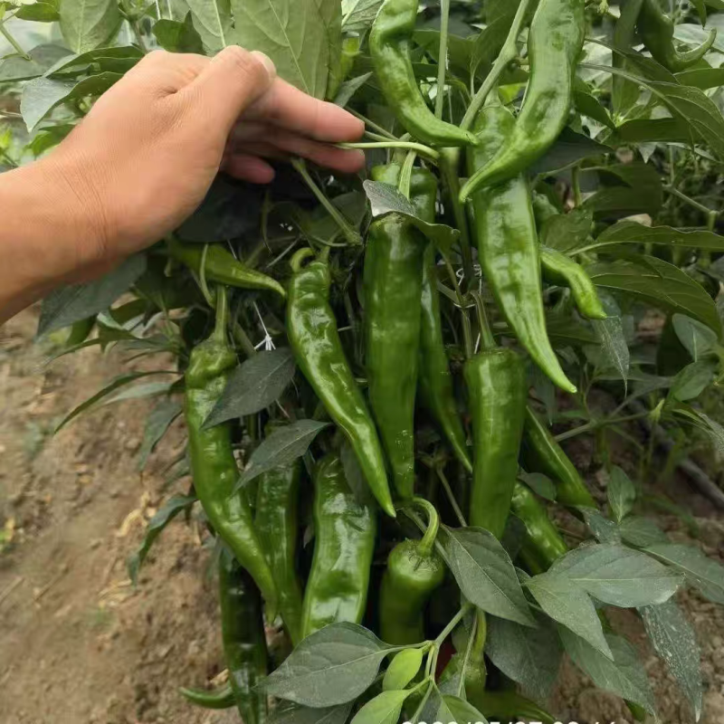 臻选辣妹子辣椒种子苏润青红干多用辣味浓大果羊角椒辣椒种子