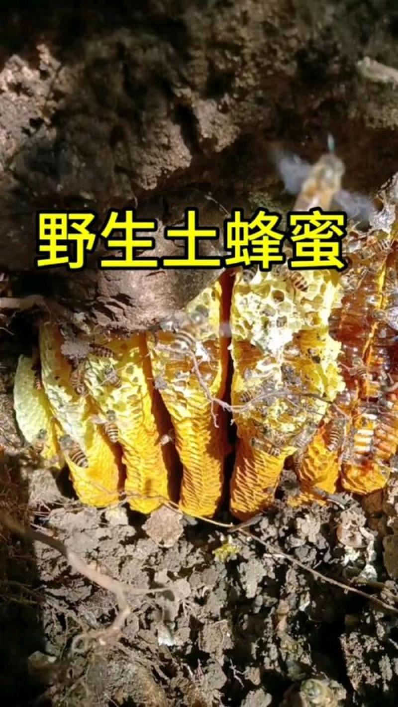 云南高山野蜂蜜/土蜂蜜/