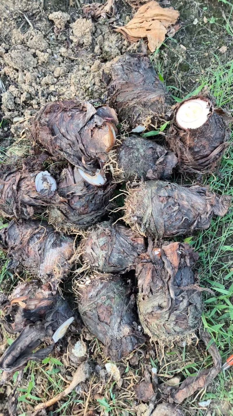 云南红河大芋头/香芋/量大价优/可视频看货