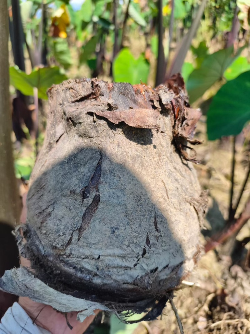 云南红河大芋头/香芋/量大价优/可视频看货