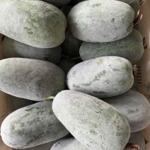 云南小香冬瓜