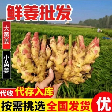 红芽鲜姜入库存窖均可大黄姜块头大辣味足保质保量