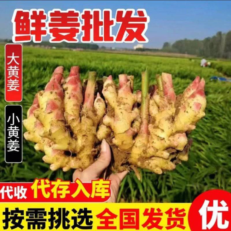 红芽鲜姜入库存窖均可大黄姜块头大辣味足保质保量