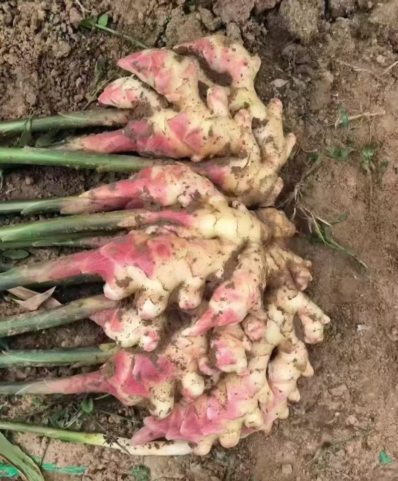 红芽鲜姜入库存窖均可大黄姜块头大辣味足保质保量