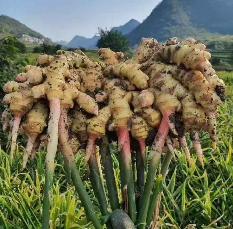 红芽鲜姜入库存窖均可大黄姜块头大辣味足保质保量