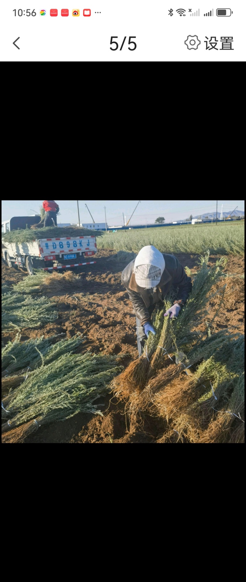 供一年生大柠条苗，基地自产自销，手续齐全。