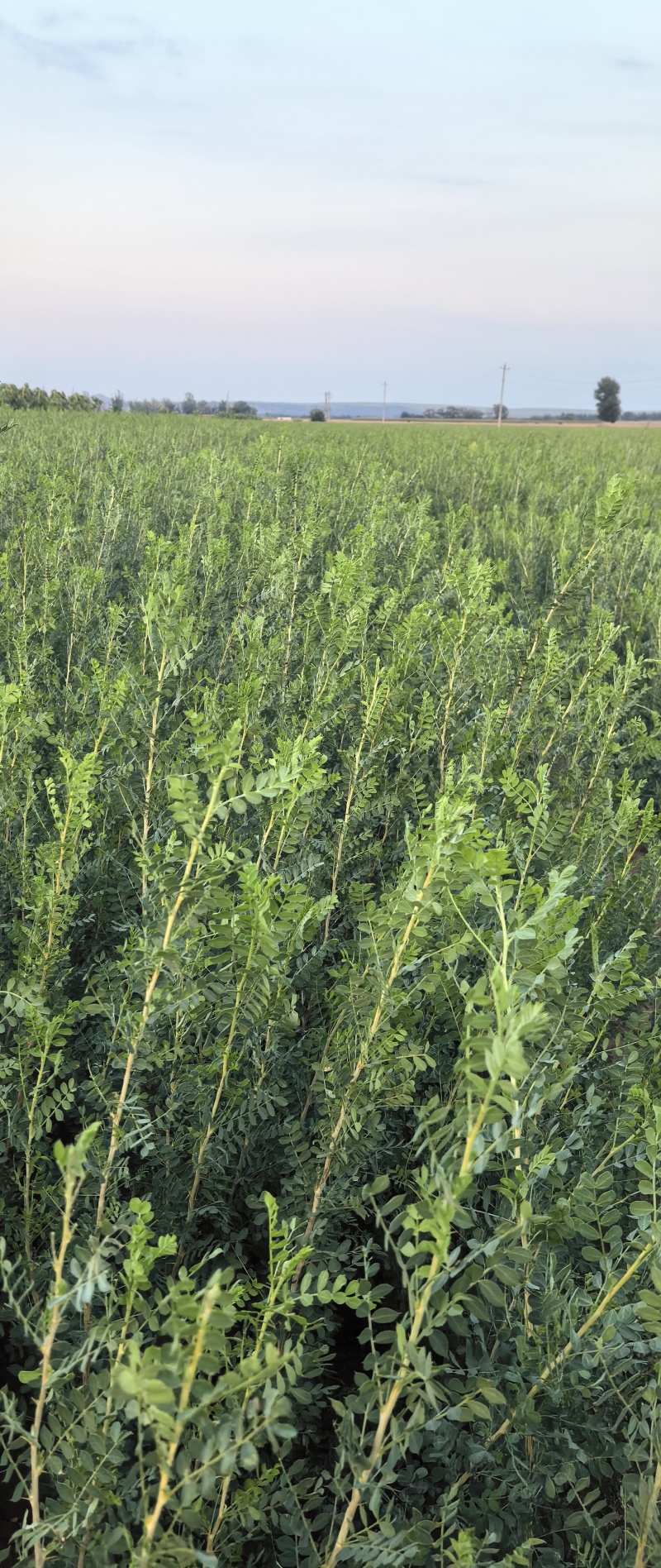 供一年生大柠条苗，基地自产自销，手续齐全。
