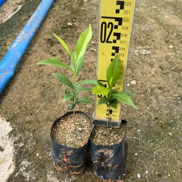 沉香树苗，名贵植物