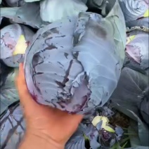 精品紫甘蓝河北包菜，货量充足，市场商超电商都可对接价格低