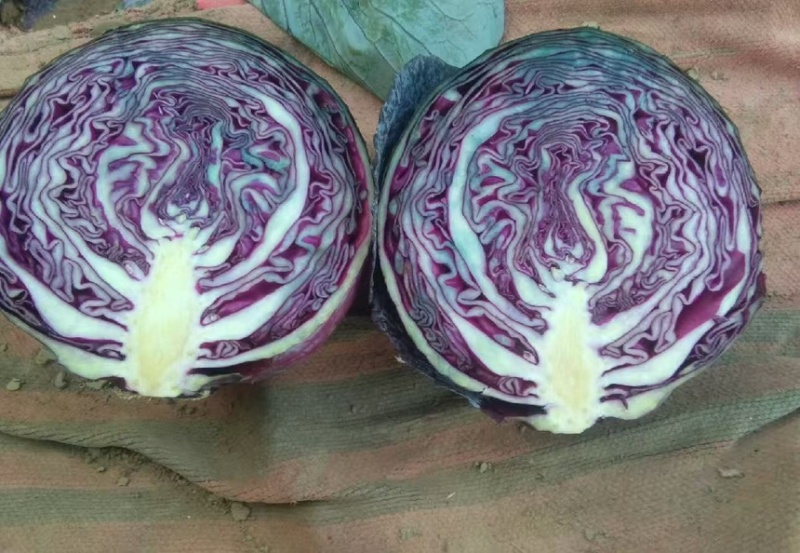 精品紫甘蓝河北包菜，货量充足，市场商超电商都可对接价格低