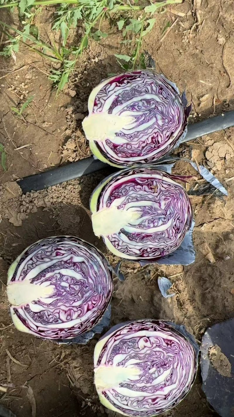 精品紫甘蓝河北包菜，货量充足，市场商超电商都可对接价格低