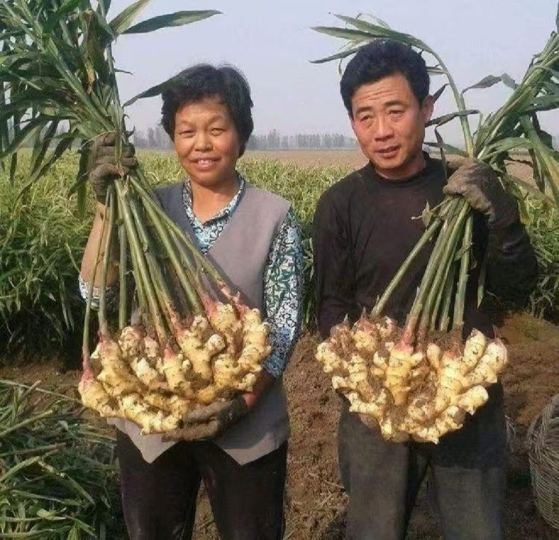 红芽鲜姜【入库存窖窖口出租】辣味足块头大无杂质芽鲜无腐烂