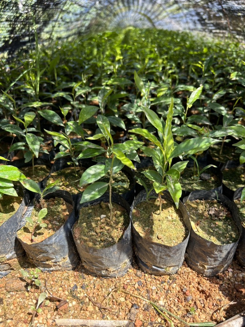 沉香树苗，名贵植物