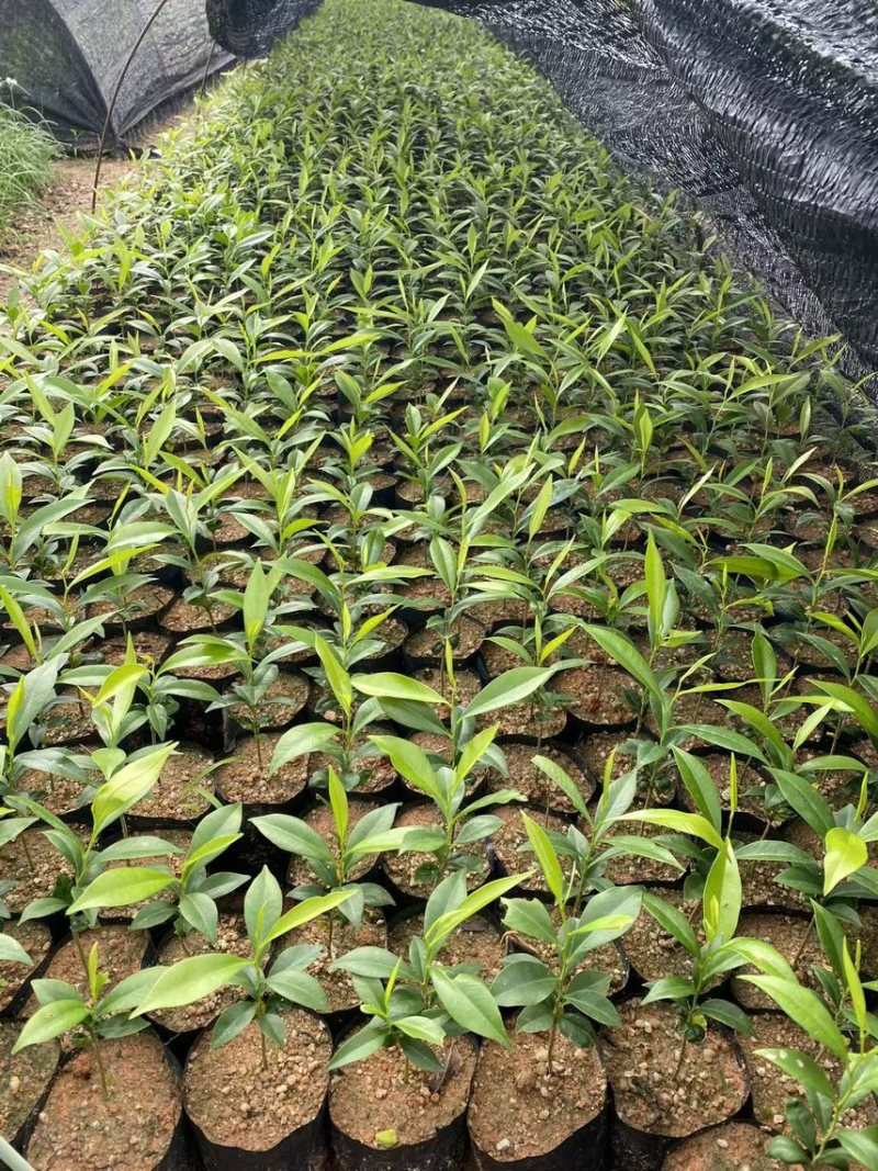 沉香树苗，名贵植物