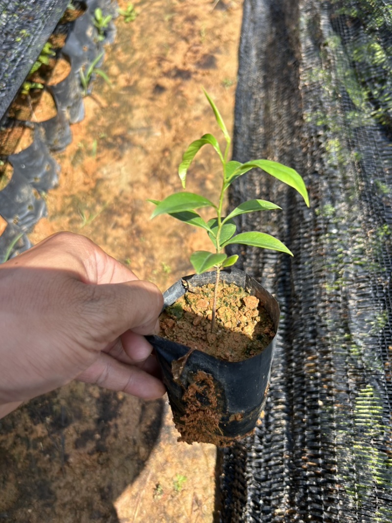 沉香树苗，名贵植物